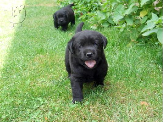 Labrador retriever puppies